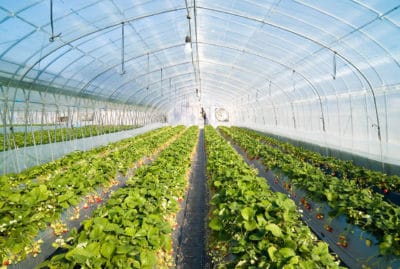 Crops Being Grown in a Greenhouse