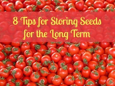 8 Tips for Storing Seeds for the Long Term 8 Tips for Storing Seeds for the Long Term
