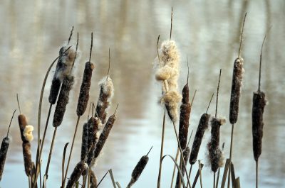 cattail-seed-fluff