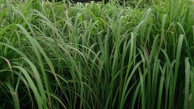 citronella