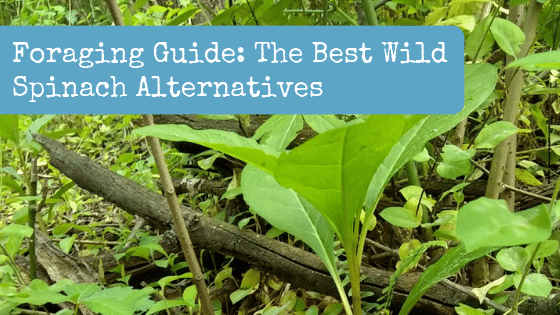 Foraging Information: The Finest Wild Spinach Alternate options